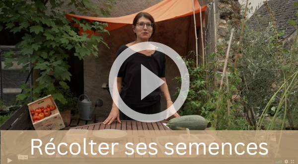 Récolter ses semences